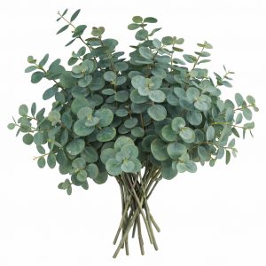 Эвкалипт Цинерия (1 пучок)