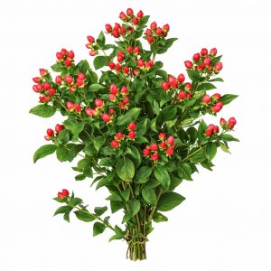 Гиперикум (1 ветка)