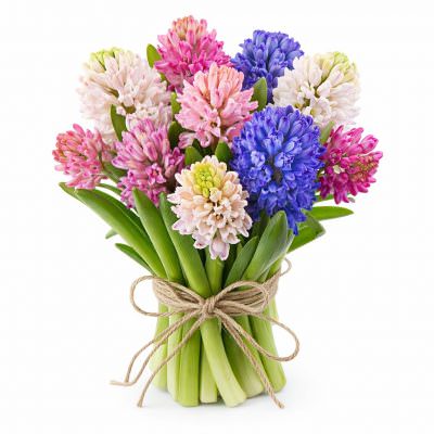 Гиацинт микс 2