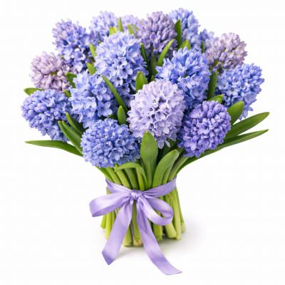 Гиацинт синий