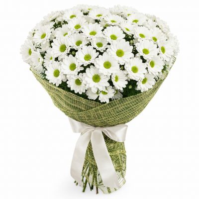 Букет из белых хризантем «Чистый шарм»