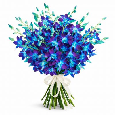 Орхидея синяя