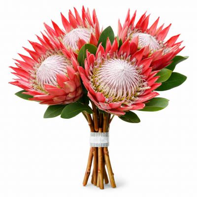 Протея красная